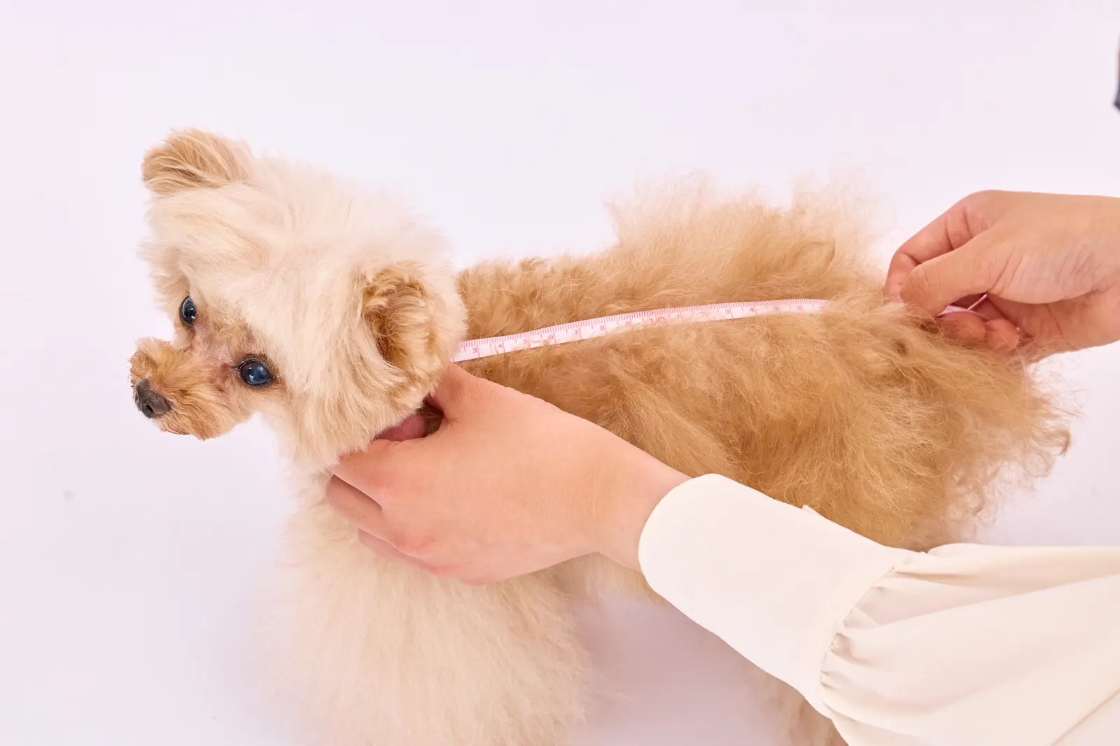 犬の着丈をメジャーで測る方法