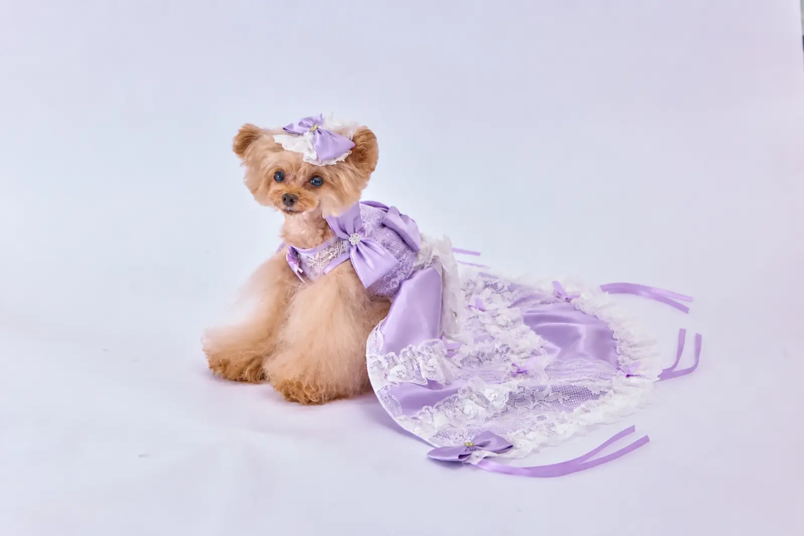 XSサイズのドレスを着用した愛犬の着用シーン