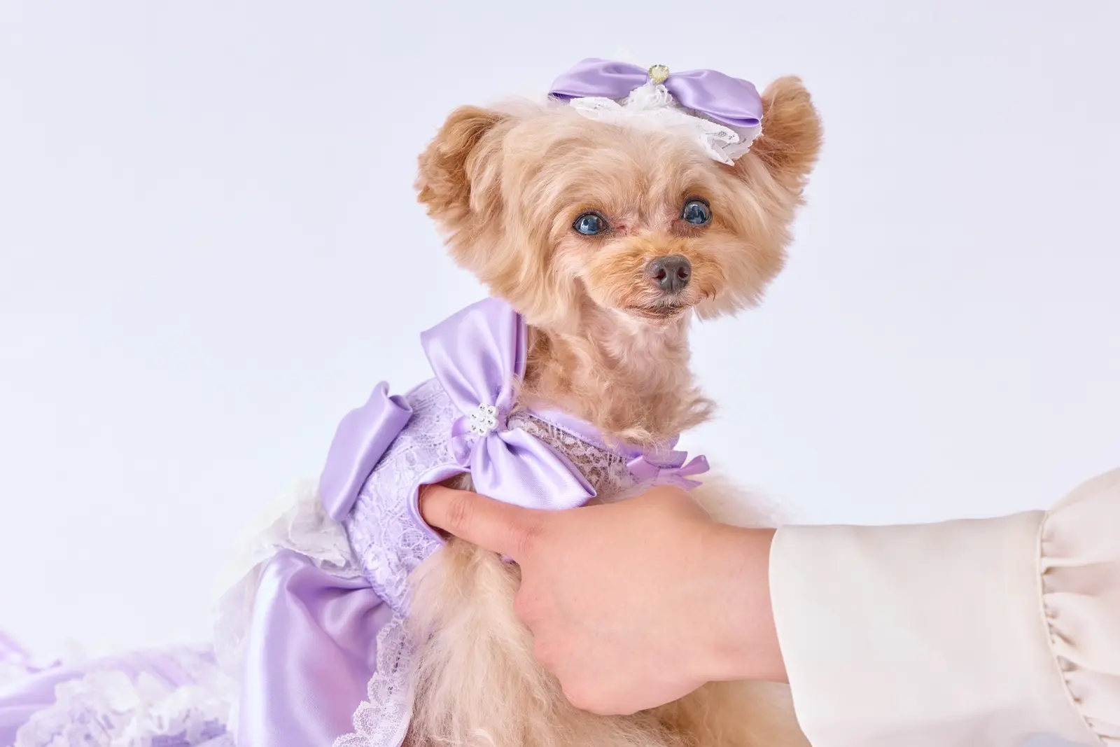 mimimerryのドレスを着た愛犬の袖まわりを確認している様子