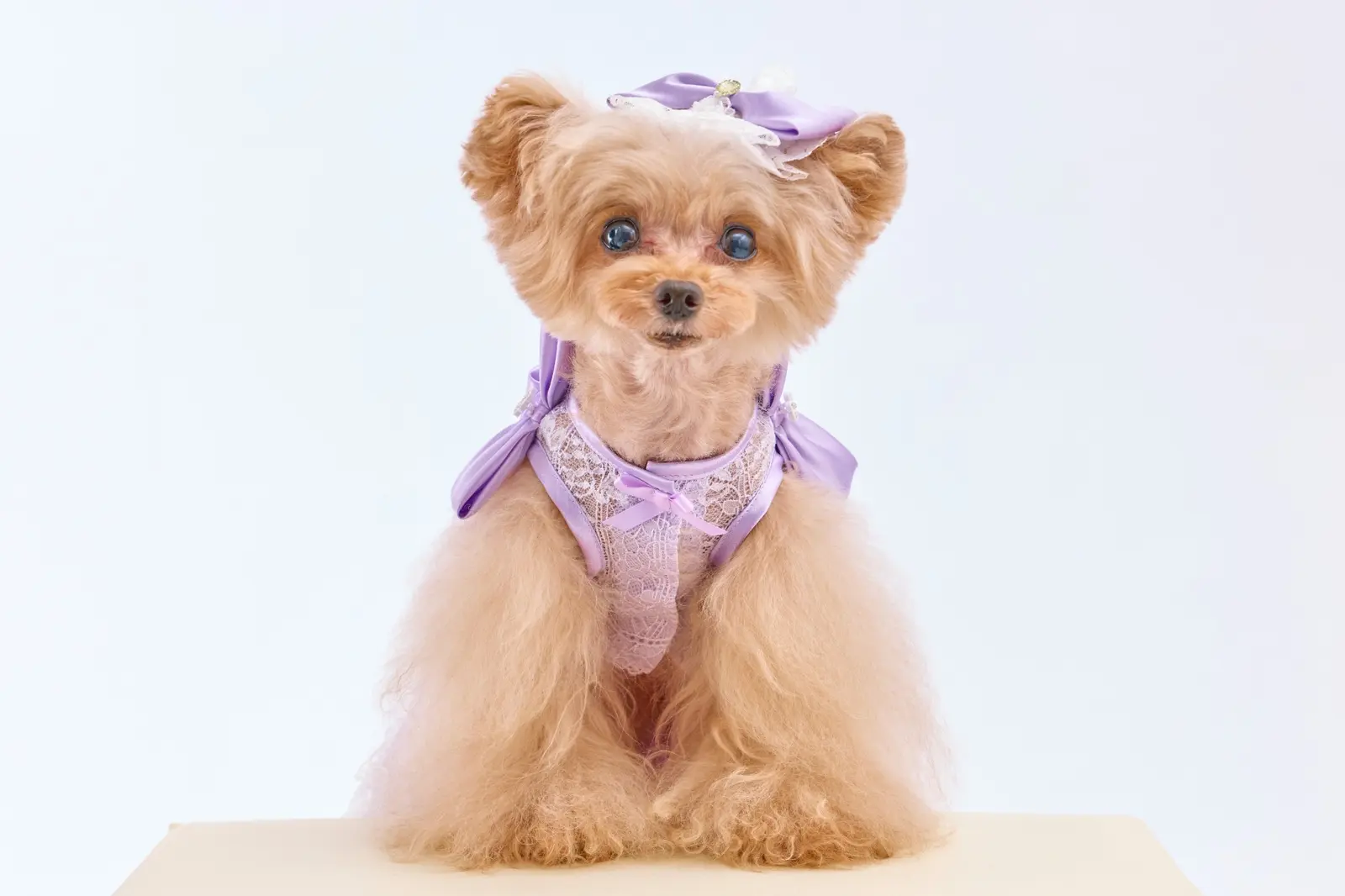XSサイズのドレスを着用した愛犬を正面から見た様子