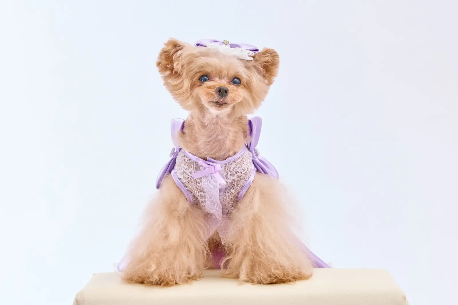 SSサイズのドレスを着用した愛犬を正面から見た様子