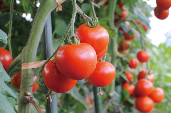 ミモレ農園で育った農薬不使用フルティカトマトを１００％使用した、無添加「生トマトケチャップ」です。