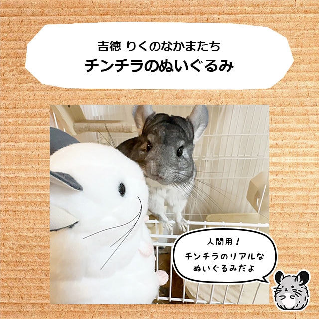 超リアルなチンチラのぬいぐるみ 人間用のチンチラグッズ 吉徳 りくの