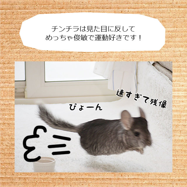 SANKO サイレントホイール フラット40 特大サイズの回し車 チンチラ