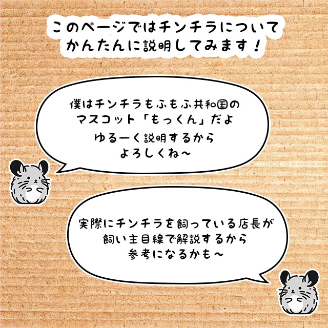 当店はチンチラの飼育用品の専門店です