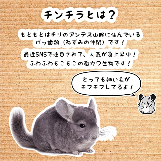 細い毛がたくさんでモフモフしています。運動や砂浴びが大好きで、暑いのは苦手です。