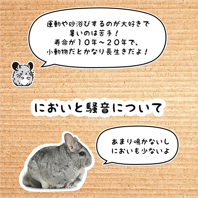 チンチラは寿命が10年以上で長生きです