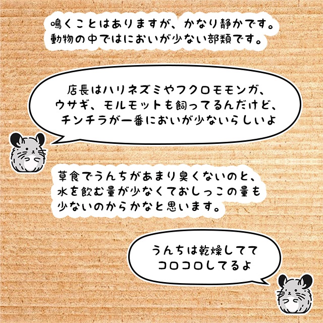 チンチラは草食動物でにおいが少なく、鳴き声も小さいです。水を飲む量とオシッコの量が少ないのも、におわないポイントだと思います。