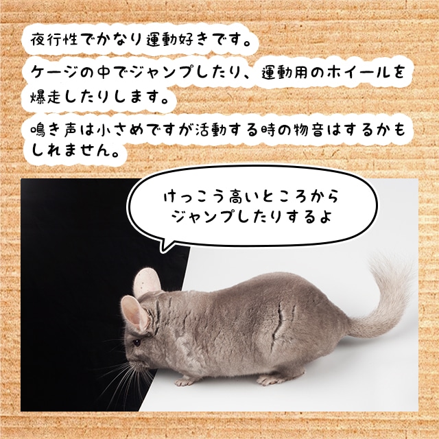 チンチラは夜行性で運動が好きです。
