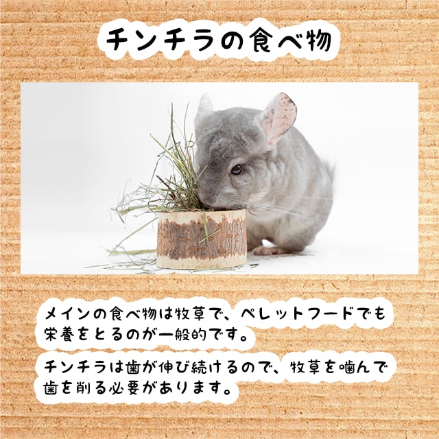 チンチラの主食は牧草です。ペレットフードで栄養を補うのが一般的です。