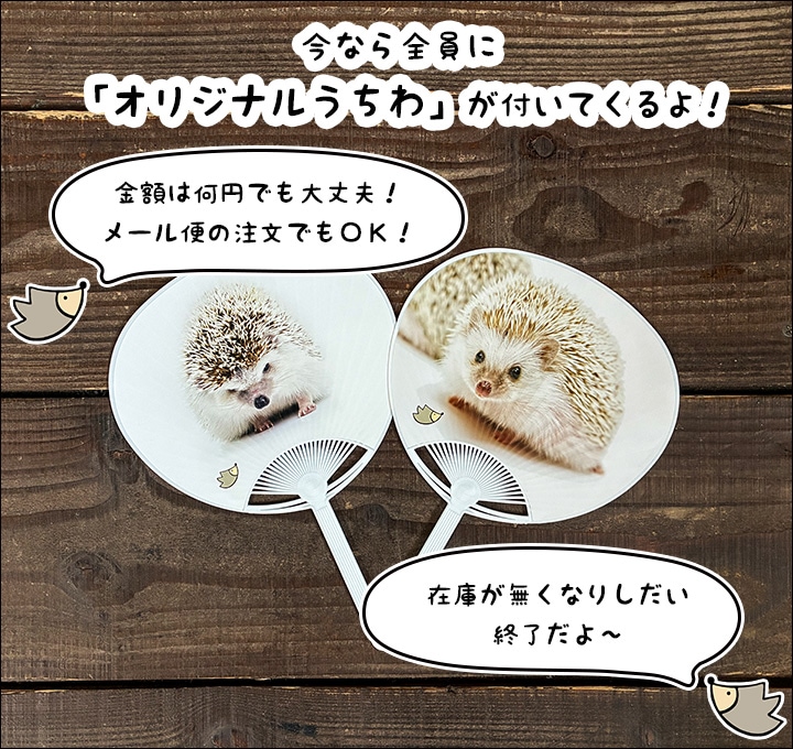 はりねずみんみん共和国 | チンチラ・はりねずみ・フクロモモンガ