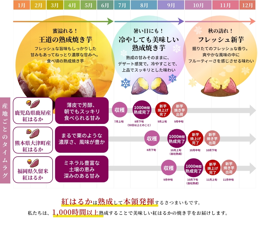 紅はるかは熟成して本領発揮するさつまいもです。私たちは、1,000時間以上熟成することで美味しい紅はるかの焼き芋をお届けします。