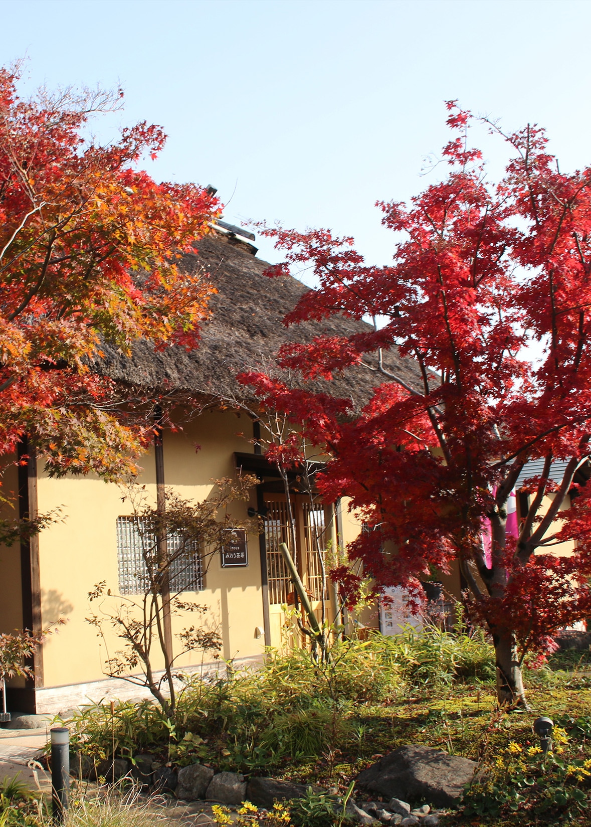 紅はるか焼き芋ねっとりイメージ