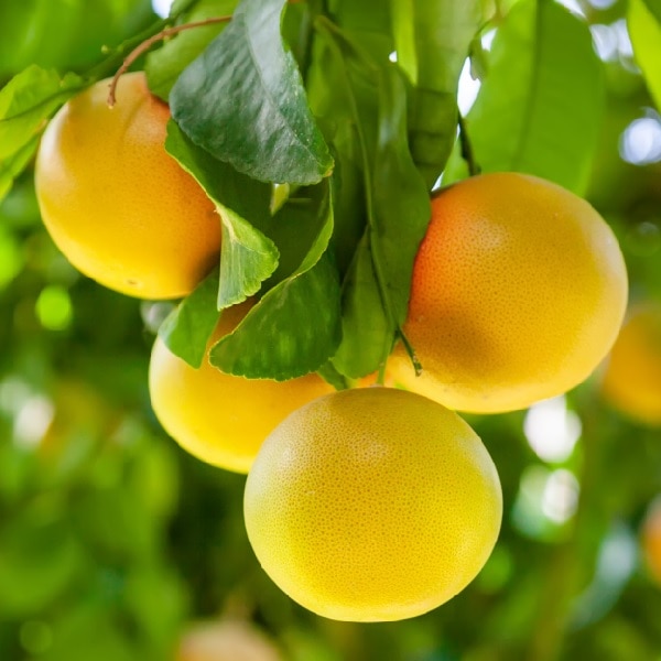 グレープフルーツ