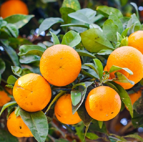 スイートオレンジ