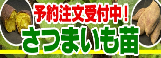 ���ĥޥ�����