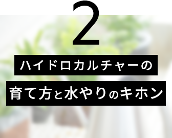 ハイドロカルチャーの育て方と水やりのキホン