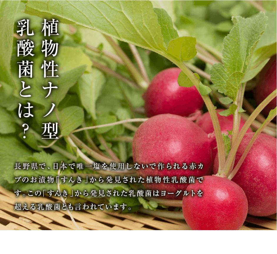 植物性ナノ型乳酸菌とは？
長野県で、日本で唯一塩を使用しないで作られる赤カブのお漬物「すんき」から発見された植物性乳酸菌です。この「すんき」から発見された乳酸菌はヨーグルトを超える乳酸菌とも言われています。