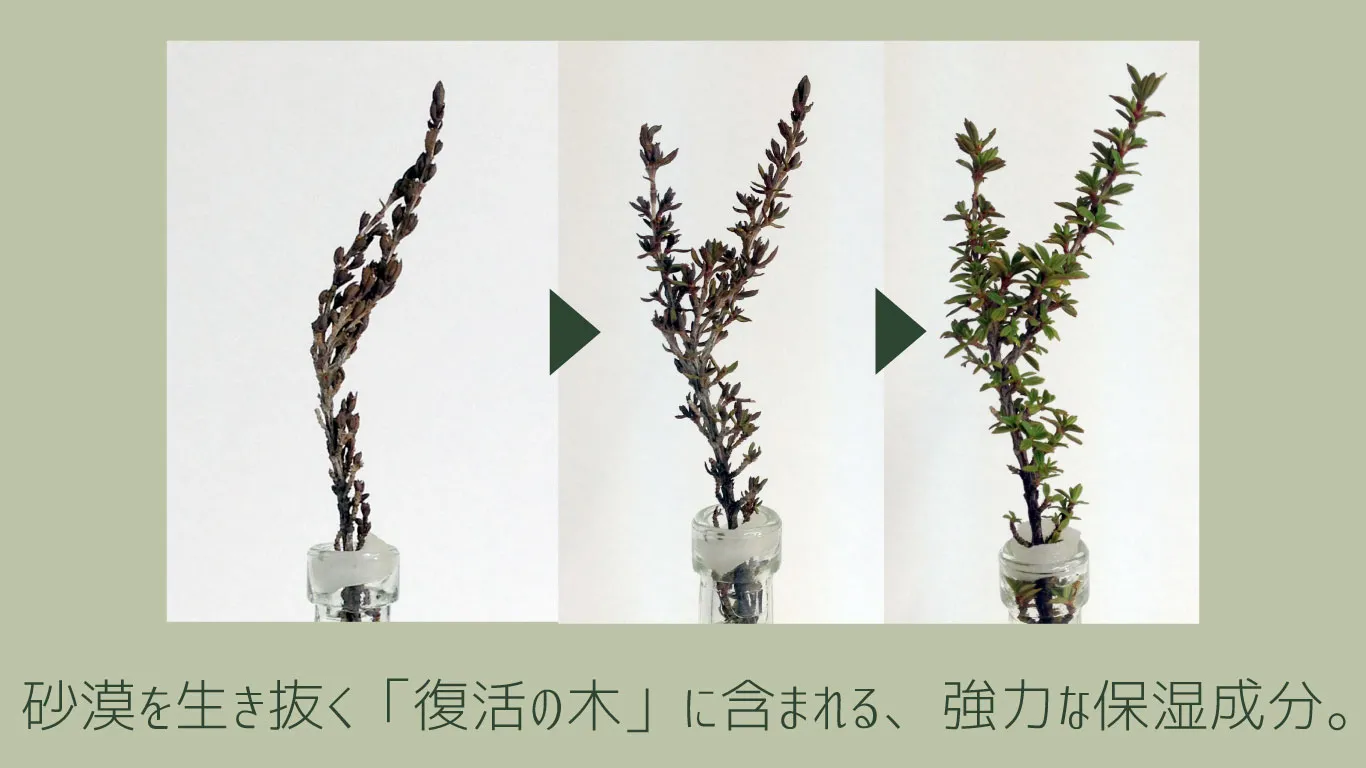 ミロタムヌス（復活の木）のイメージ。乾燥した状態から水で葉が開く様子