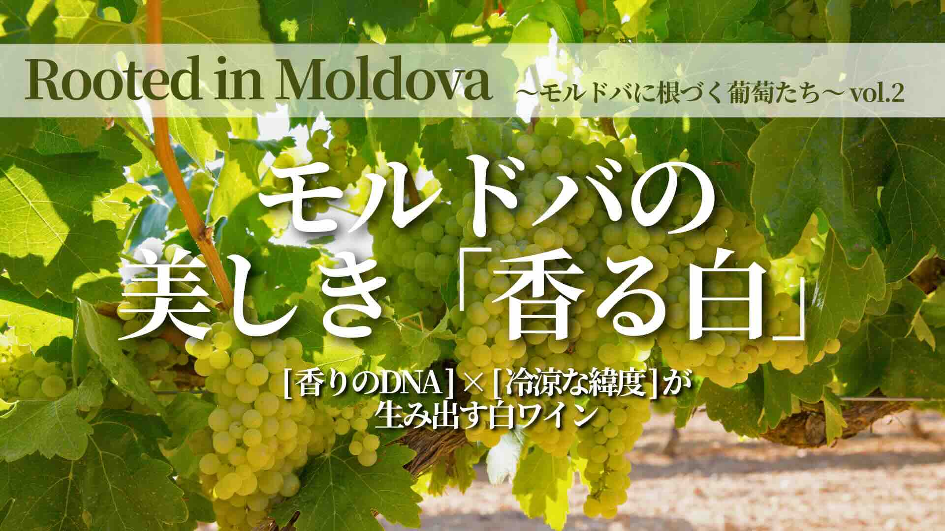 モルドバの美しき香る白ワイン特集 キービジュアル