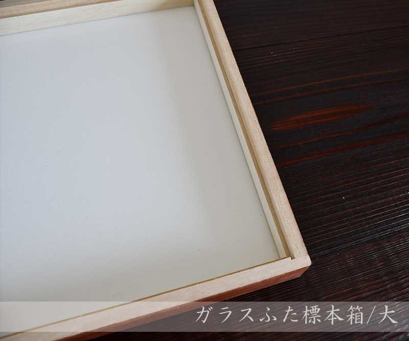 ガラスふた標本箱/大 -ニチカ製 標本小箱-