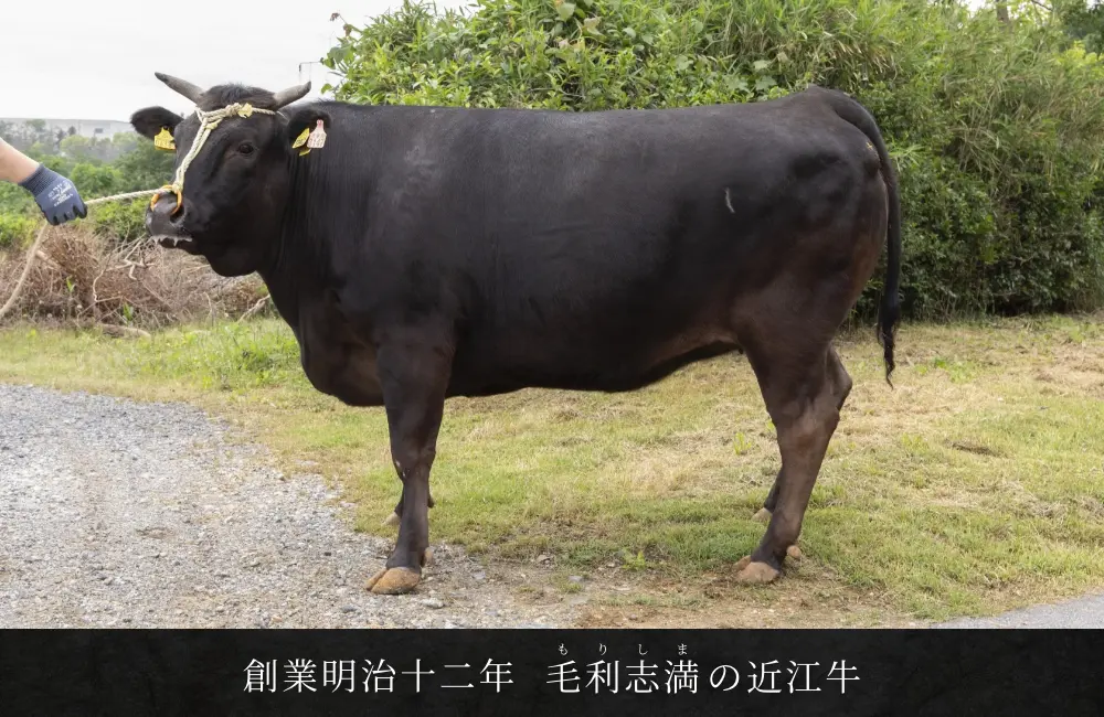 創業明治十二年毛利志満（もりしま）の近江牛