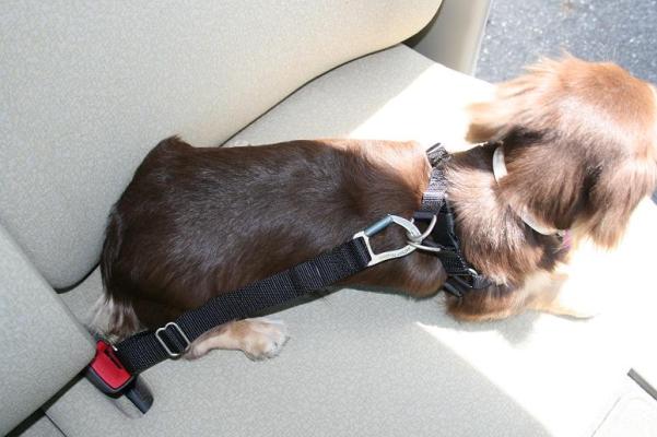犬用シートベルト カーハーネス ｌ ペットフードとペット用品通販サイトファンタジーワールド