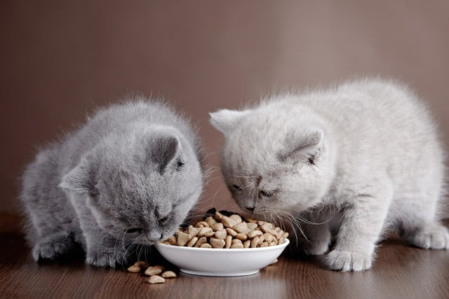 １つの皿に盛られたキャットフードを食べる２匹の子猫