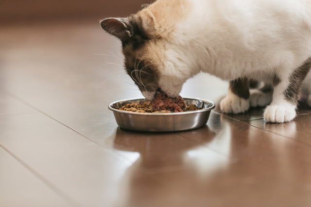 銀色のペット皿に盛られたごはんを食べる猫