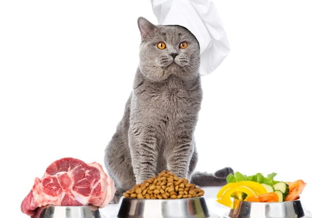 生肉、ペットフード、野菜の入ったペット皿の前に座る猫