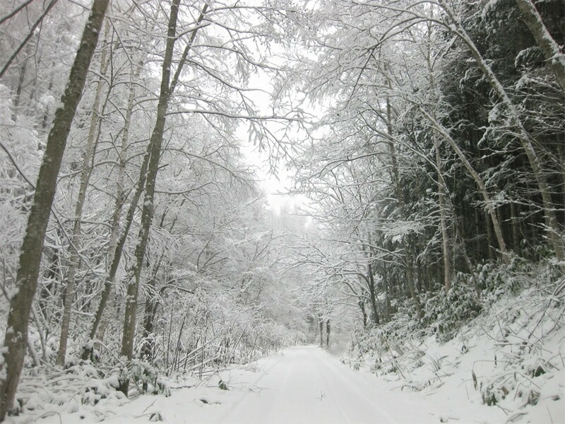 フプの森 フレグランススプレー 5ml　冬の森
