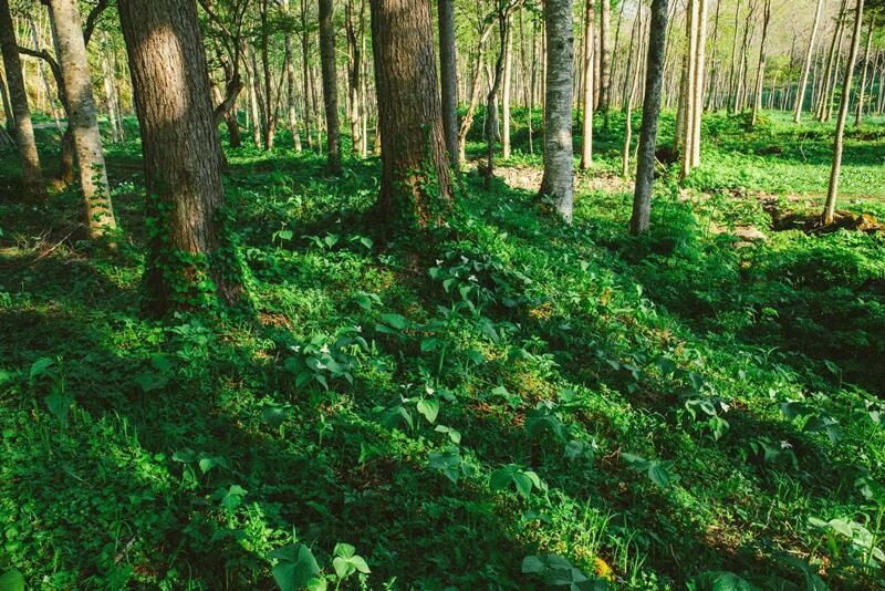 ナルーク NALUQ スプリングエフェメラル（グリーン）