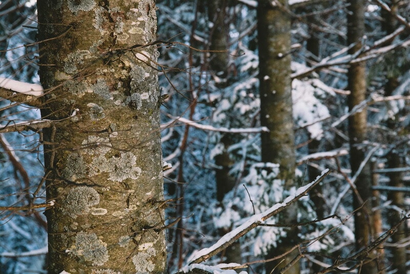 ナルーク NALUQ ライケン（ブルー）