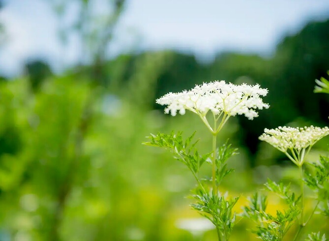 QUON deep クオン ディープ ヴァイタライザーモイスチャークリーム 50g