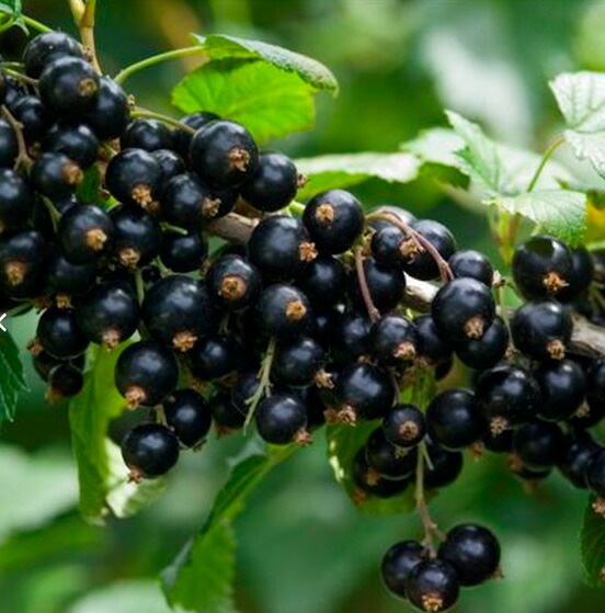 カシスを乳酸発酵させ、美味しい乳酸菌発酵飲料に仕上げました。