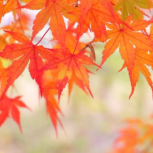 秋の香り 紅葉エッセンシャルオイル