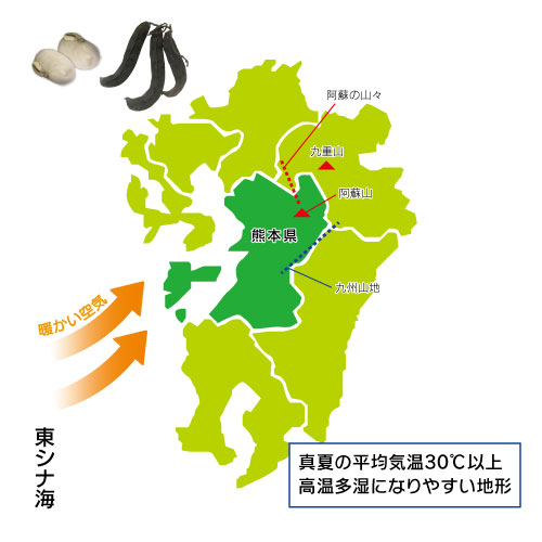 熊本県産ムクナ豆