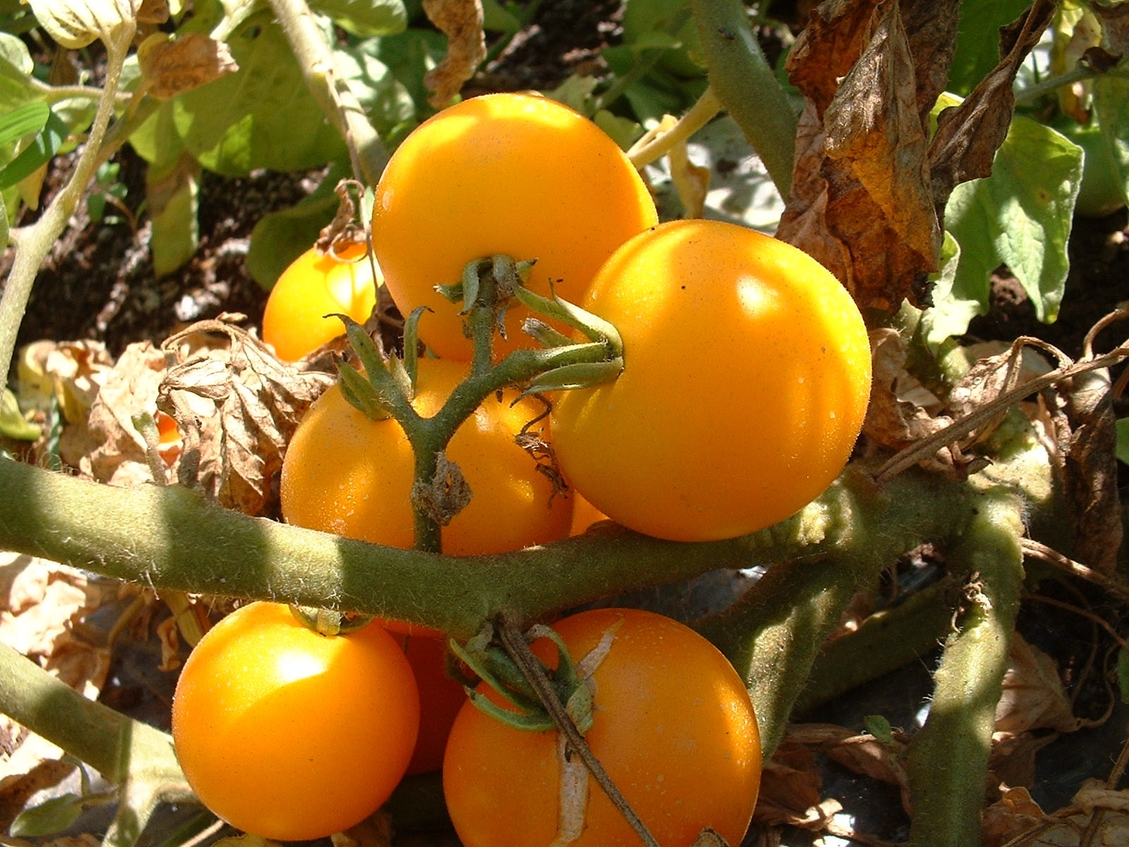 イエローミニトマト