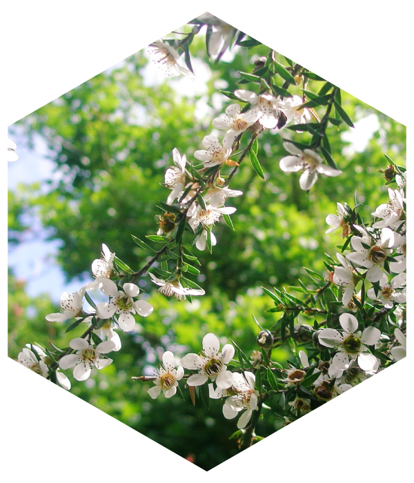 マヌカの花からとれるはちみつ