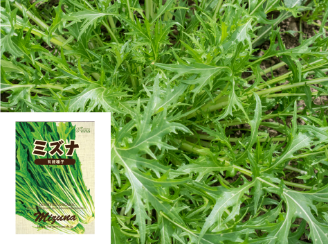 ミズナ