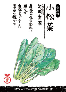国産・自然農法種子小松菜