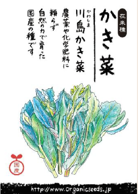 国産・自然農法種子川島かき菜