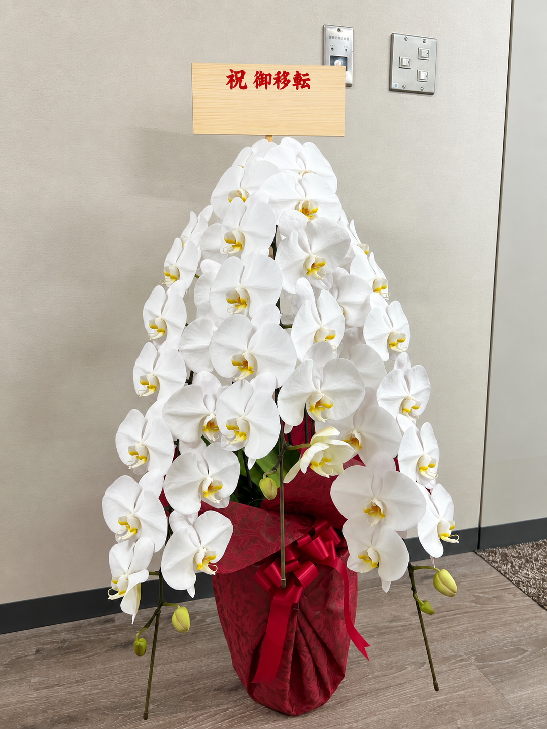 南青山のオフィス移転祝いにお届けした白大輪胡蝶蘭