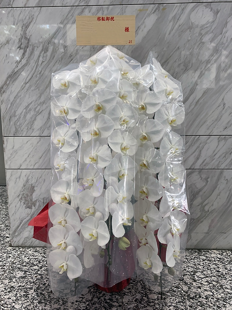 胡蝶蘭 大輪 白 3本立