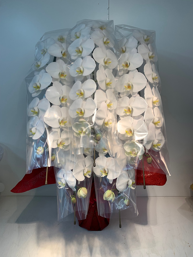 胡蝶蘭 大輪 白 5本立