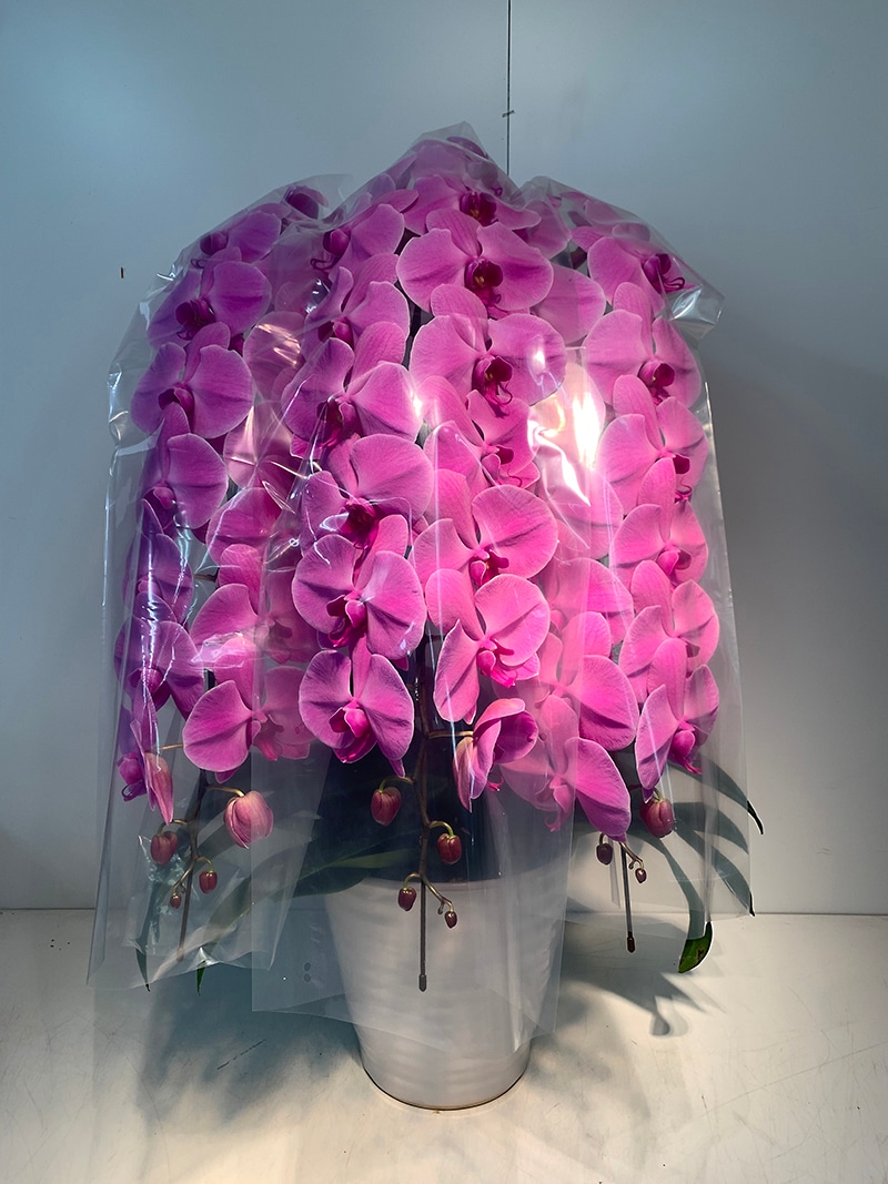 胡蝶蘭 大輪 ピンク 3本立