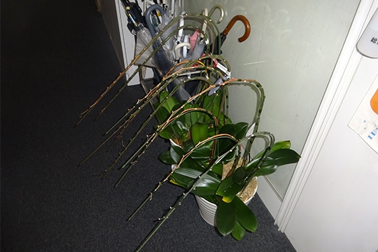 胡蝶蘭 回収前｜港区オフィス エントランス脇に複数鉢