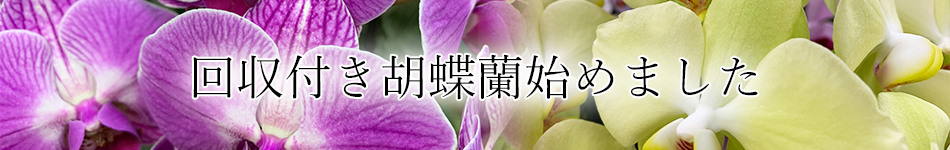回収付き胡蝶蘭