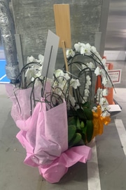 回収胡蝶蘭のサンプル｜回収対象例｜複数鉢の胡蝶蘭