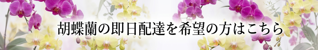 胡蝶蘭即日配達